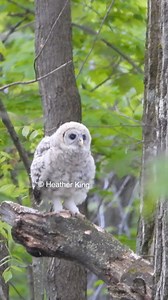 24K views · 2.2K reactions | Spice the baby barred owl takes his first flight after he fell to the ground & climbed a little tree! #barredowl #babyowl #owlphotography #hootforjustice #savebarredowls #maytheforestbewithyou #Canadianpwildlife #canadianphotographer | Thee Owl Queen | Facebook