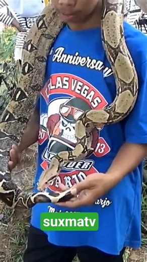 reticulated python #snake #snake