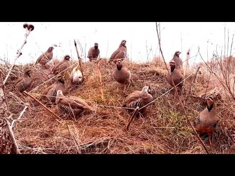 Unbelievable Bird Trap Technique in the Mountain Area! #Bird_Trap