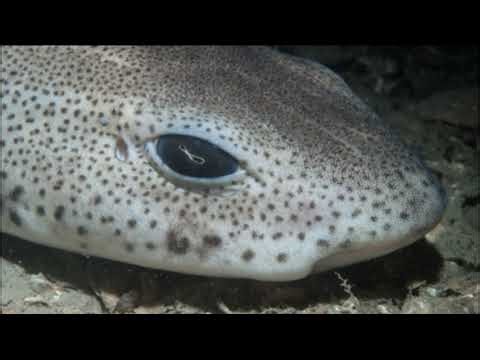 Facts: The Small-Spotted Catshark