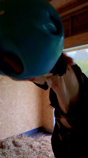 8.9K views · 614 reactions | Loving the new field shelter and new Toys 凌 too play with 朗 #havingfun #happyhorses | The Adventures Of Patrick The Pony | Facebook