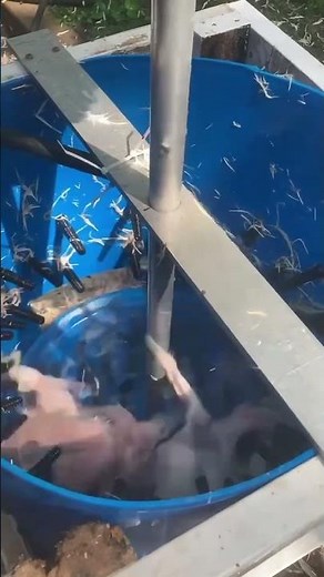 DIY chicken plucker WORKS!!!