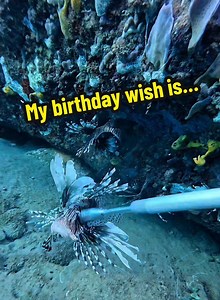 630K views · 29K reactions | My only birthday wish is for more people to learn about this invasive species, and we plan on being the people to get that done! Give us a follow and join us on this journey! #dominica #thenatureisland #lionfishextermination #birthdaywish #nonprofitorganization @Alex Borsutzky @Nathaniel Sorensen @ZooKeeper | Lionfish Extermination Corp | Facebook