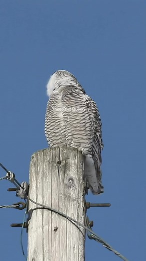 21K views · 1.1K reactions | Have you ever heard a snowy owl scream? They do this when they see another snowy owl getting too close to their hunting grounds! #snowyowl #owlsounds #scream #owlphotography #owlphotographer #theeowlqueen #snowyowl | Thee Owl Queen | Facebook