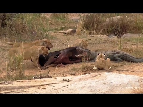 Lions Picked A Fight With The Wrong Crocodile