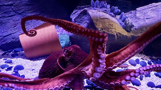 Explore SWFL: Visit the Bailey-Matthews National Shell Museum and Aquarium on Sanibel