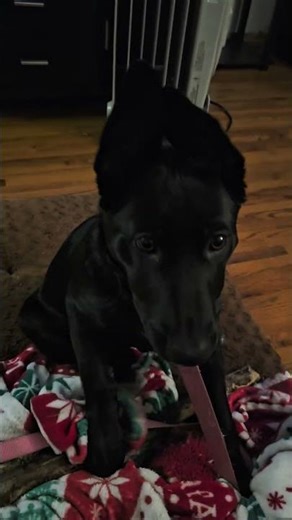 Teaching her to 'boop'! #puppy #trick #dogtricks