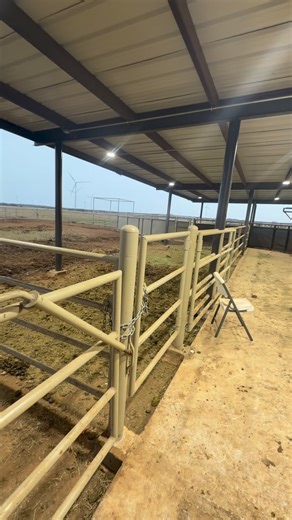 Holton Cattle Co. on Instagram: "Preg checking the Recip cows with our @molymfg chute from Paul’s POV! #holtonbulls #redanguscattle #explorepage #redangus"