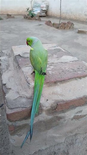 “Cute Talking Parrot 🦜 | Mitho’s Sweet Voice Will Melt Your Heart ❤️”