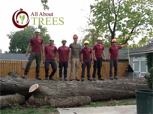 About Us - All About Trees