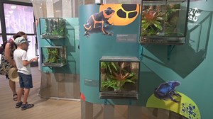 12K views · 285 reactions | ❗ Nenechte si ujít výstavu šípových žab v...