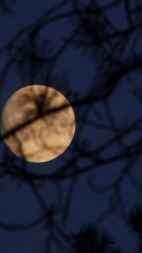 Planning a moon garden for spring? 🌝🌱 Moon gardens are built around pale blooms and foliage that reflect moonlight, fragrant flowers, and varieties that open at dusk—creating a space that’s beautiful for people and welcoming to night pollinators. They’re a lovely addition to any space, whether you’re adding moonlight magic to raised beds, porch containers, or a dedicated corner of a cut-flower cottage garden. Under tonight’s full Wolf Moon, we’re dreaming ahead. Explore our moon garden collect