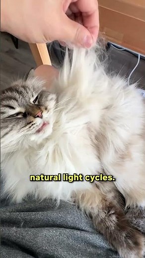 The Science Behind Cat Shedding! 🍃🍂