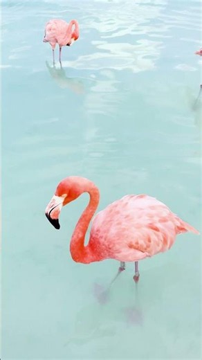 POV: You Meet Aruba's Famous Flamingos 🦩🏝️