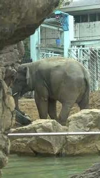 Arun seems to be taking out his frustration on an old tire 🐘 [Ueno Zoo] Asian elephant