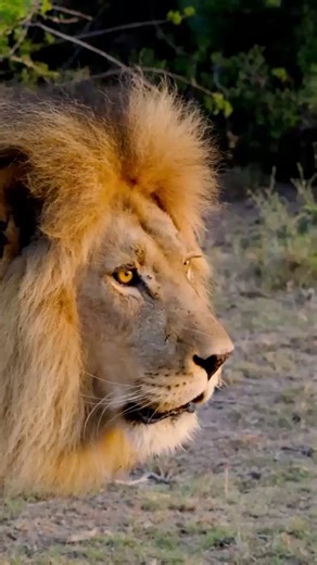 The Lion's Call: Roaring Through Botlierskop