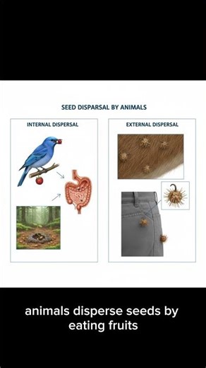 Seed Dispersal Methods | Wind, Water & Animal Dispersal Explained