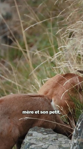 Le brouillard se lève, un isard ! Approche discrète 🤫 #photoanimaliere #animauxsauvages #pyrenees | Thibault Le Fur Photographie