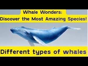 Different types of whales