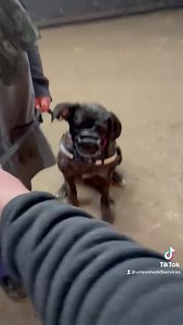 Initial assessment of a fearfully aggressive Cane Corso. All rehab starts with a single step. This is is that step. | Unleashed - Danny Wells Dog Training