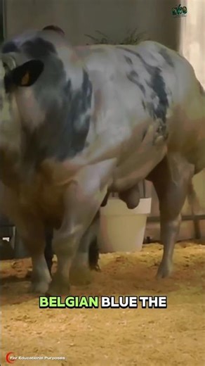 The Most Muscular Cow on Earth Looks Too Big to Be Real. #documentary#trendinginusa#fyp