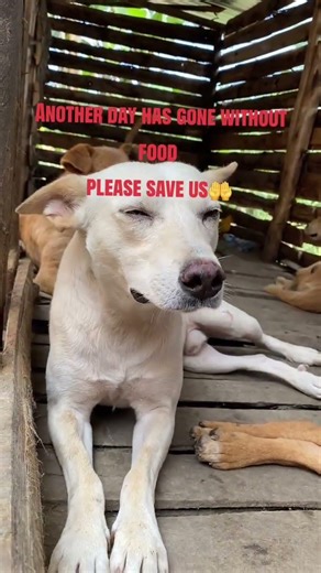 #dog #rescue #dogrescue #usa #uk #animalrescue #animallovers #rescueefforts #adopteddog