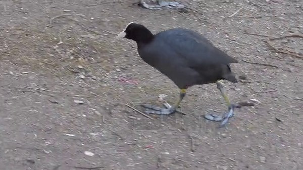 Big-footed black Eurasian Coot waterfowl walking on land.Fulica atra, also known as the common coot, or Australian coot, is a member of the rail and crake bird family, the Rallidae.foot feet leg wildlife lage sea cinematic wetland lakeside lakeshore