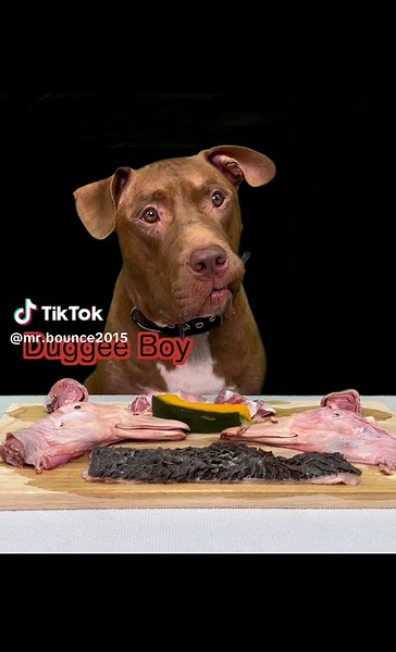 ピットブルの生肉食体験