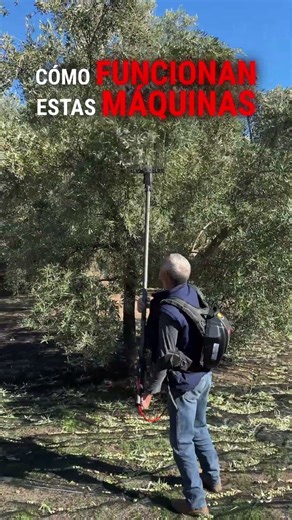 Prueba de Campo: Vareador Telescópico vs Paralelo (Special vs Ghibli) #Shorts