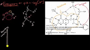Enzyme reaction velocity and pH