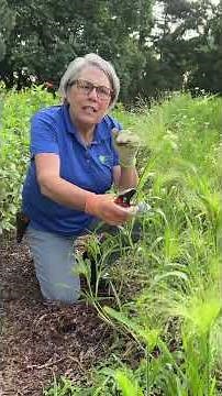Explosion Grass is an excellent bouquet filler
