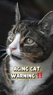 Senior Cat Warning Signs Every Owner Should Know