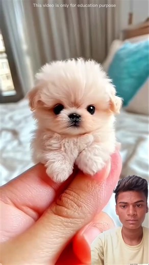 #pets #funny #cute #animals #vlog #popular #viralvideos #trending #viral #education