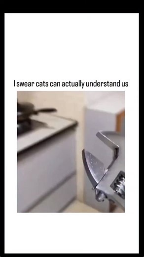 Universal Laughs | This instagram reel features a humorous compilation video of cats "helping" humans with chores like plumbing, cooking, and cleaning, but... | Instagram