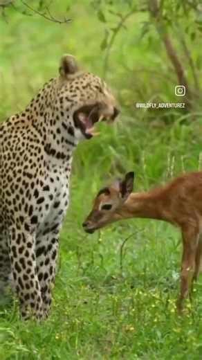 I Spent 24 Hours in a Tiger's Den