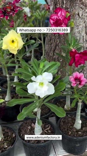 Buy Rare Imported Adenium Variety Online Sale 🪴 #adenium #plants #flowers #garden