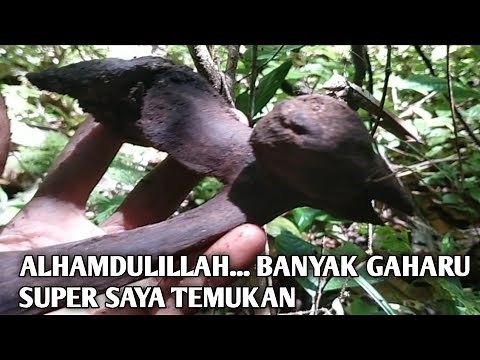 GAHARU SUPER LAGI AKU TEMUKAN,LUAR BIASA HUTAN INI