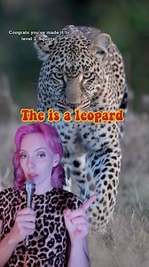 214K views · 3.7K reactions | Today’s lesson: leopard vs cheetah print  邏  | Meredith Bull | Facebook