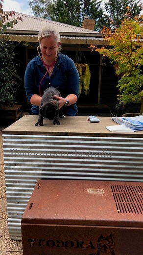 Vera’s puppies are now 6 weeks old so it was time for Vet Kylie to visit . We are happy to say all the puppies received a clean bill of health and are now microchipped and have received their first vaccination. Our Vets do such a wonderful job of screening our puppies before they leave and become a part of their new families . During the examination Vets check for signs of heart and lung disease , eyes are checked for any weeping, lash direction or signs of infection, the whole body is felt and 