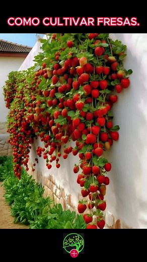 Cómo Cultivar Fresas en Maceta: Paso a Paso