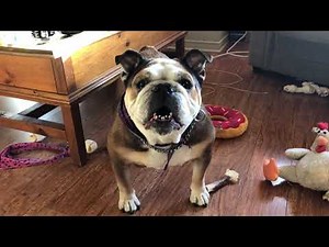 English bulldog crying