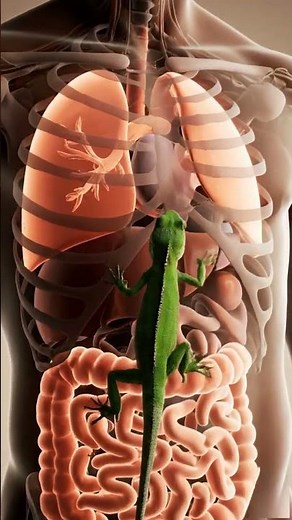 A Lizard on the Human Body 🦎 | 3D Medical Animation