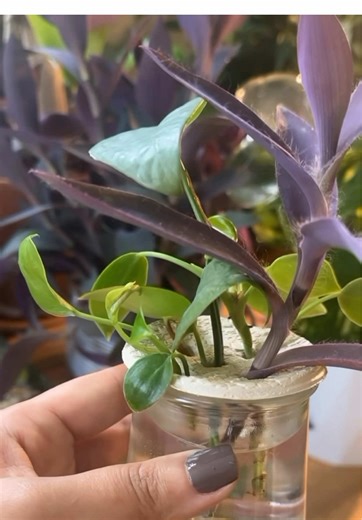 Solución DIY para Esquejes de Plantas