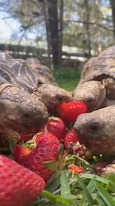 All About Turtles on Reels