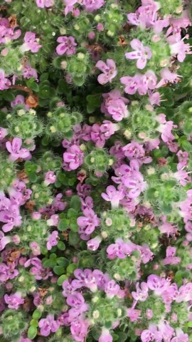 Miniature Creeping Thyme Elfin (thymus Serpyllum) Fragrant Groundcover for Sun, Tolerates Foot Traffic, Attracts Pollinators, STARTER PLANT - Etsy