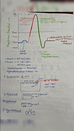 generation of action potential and resting membrane potential #msczoology #unacademycsirlifescience