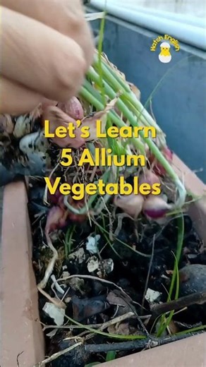 5 Allium Vegetables | Learn English Vocabulary