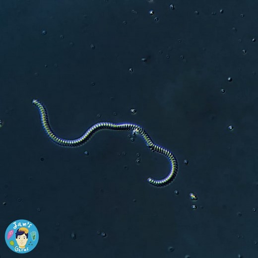 Jam's Germs on Instagram: "This is a giant bacterium in real-time. It's big, and fast I know, but it's a bacterium for sure, most likely a Spirochete. I find them almost always in my mud samples. . The cell is coiled up tightly, and able to move with a corkscrew motion, they use this motion inside the mud and sediment to find more suitable conditions. . In my posts, you can see the single-celled organisms having some hair-like cilia or whip-like flagella. But spirochetes can move like this with