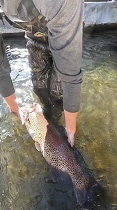 Up close educational spawning video. Trained hatchery professionals. Science. Educational. #fishtok #biology #science #fisheggs #caviar | Henry Hawkins
