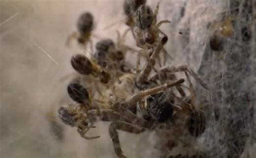 Watch: Spider Children Eat All the Adults
